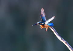 いつもの公園で　１０/１５❹