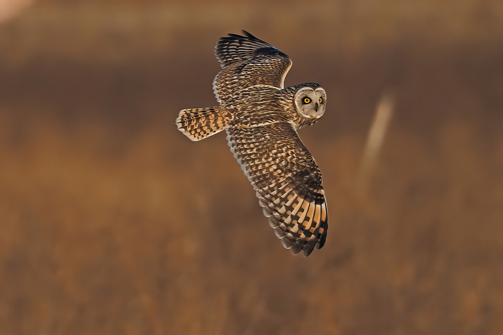 コミミズク　２/１❼