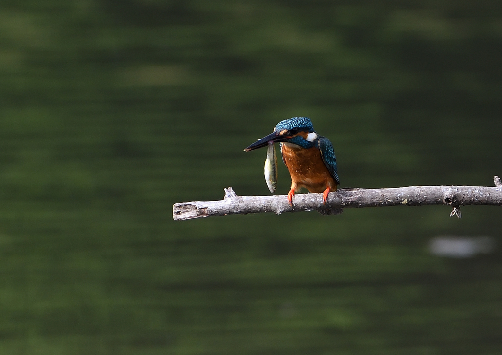 止まり木　５/１８❷