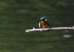 止まり木　５/１８❷