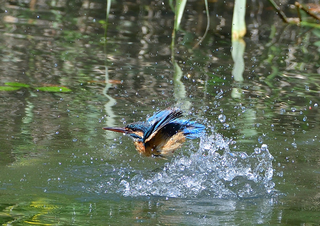 水飛沫　５/１７❺