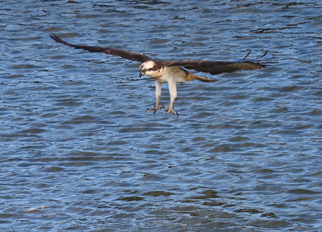 ミサゴ　２/８❹