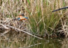 止まり木から・・・　４/４
