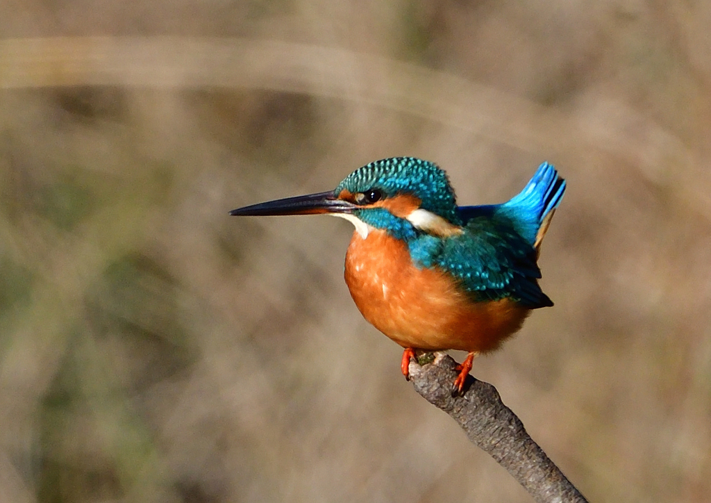 いつもの公園で　１２/１❶