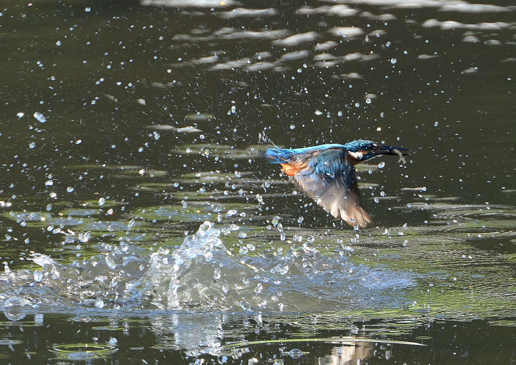 飛沫　８/２６❹