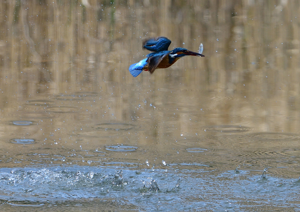 ダイブ　４/４❷