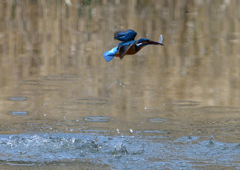 ダイブ　４/４❷