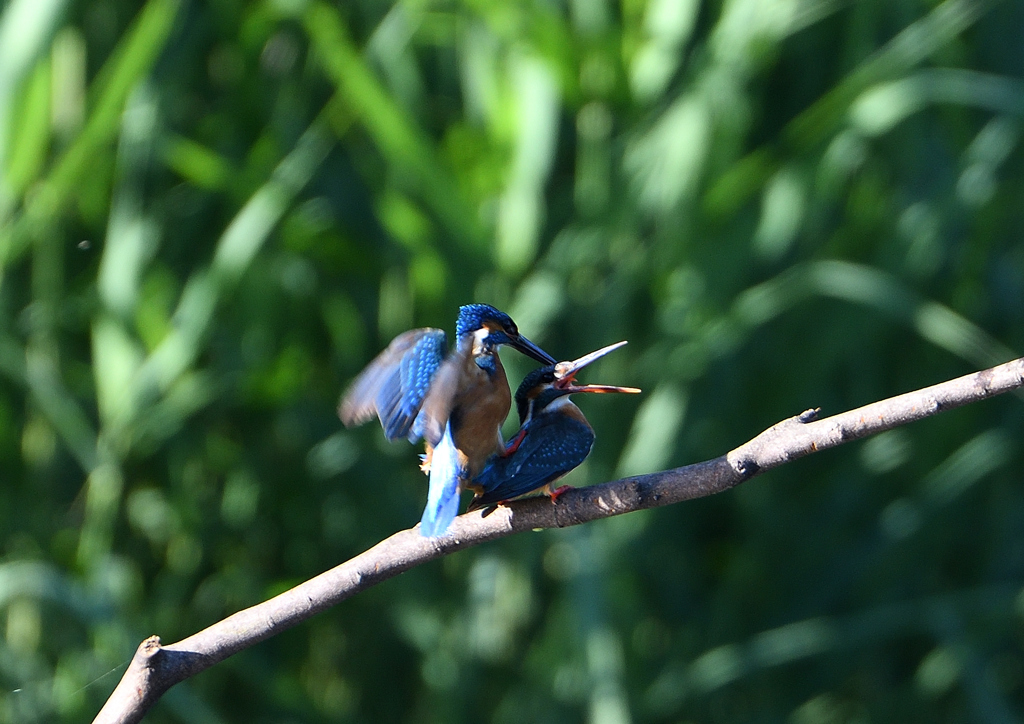 交尾　５/３０❹