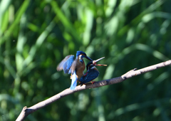 交尾　５/３０❹