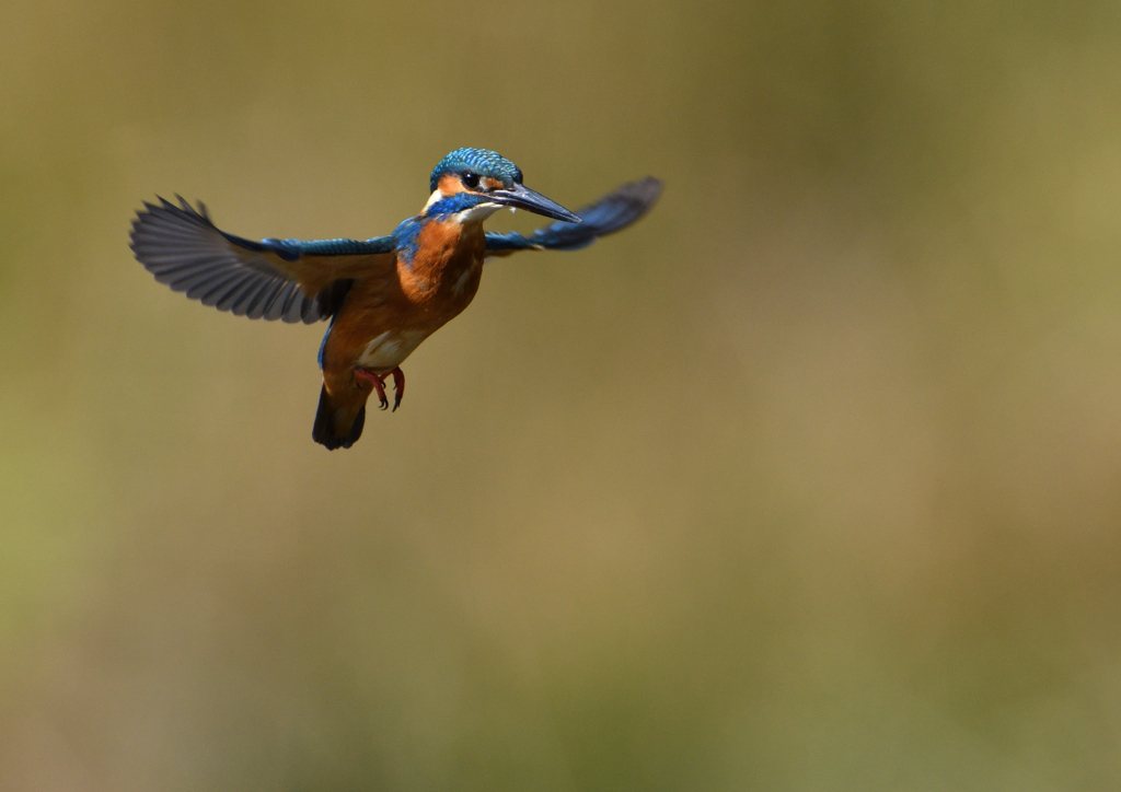 ホバリング　１１/８❸