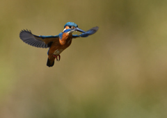 ホバリング　１１/８❸