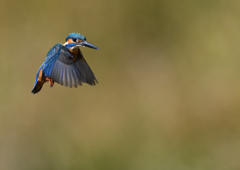 ホバリング　１１/８❷