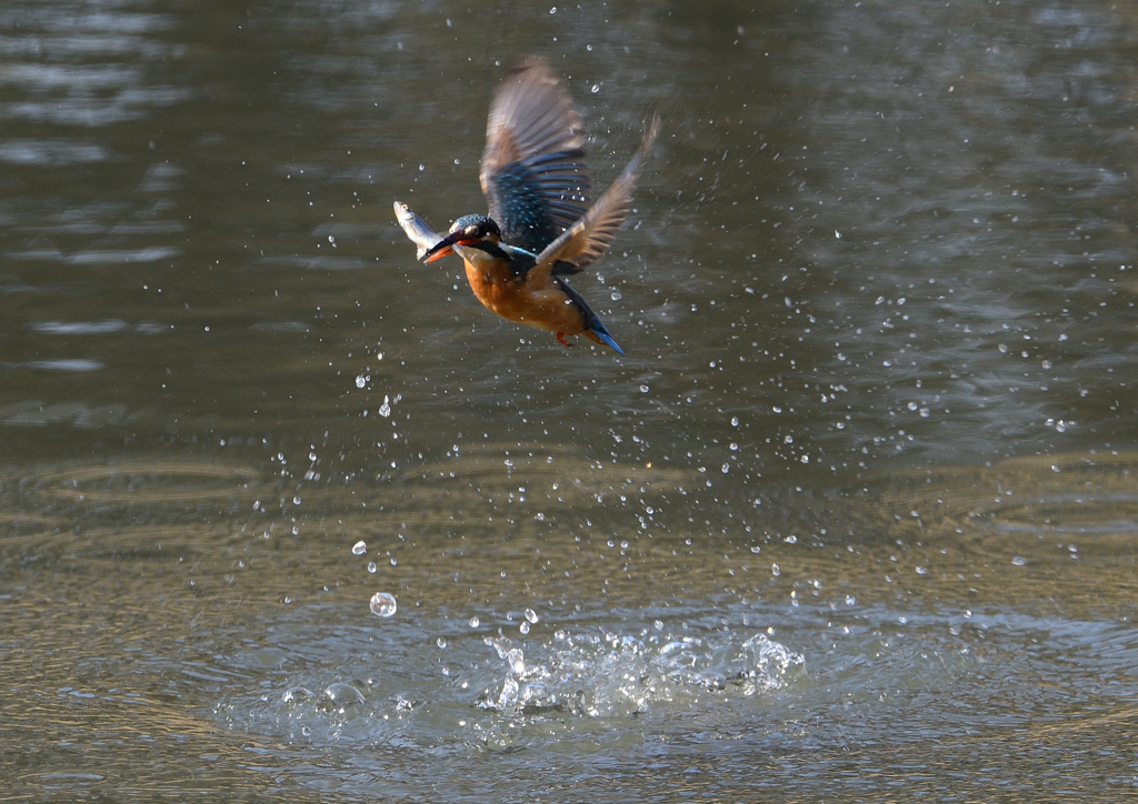 _190305_102542 DSC_6795