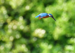 新緑の中・・・・　４/２７