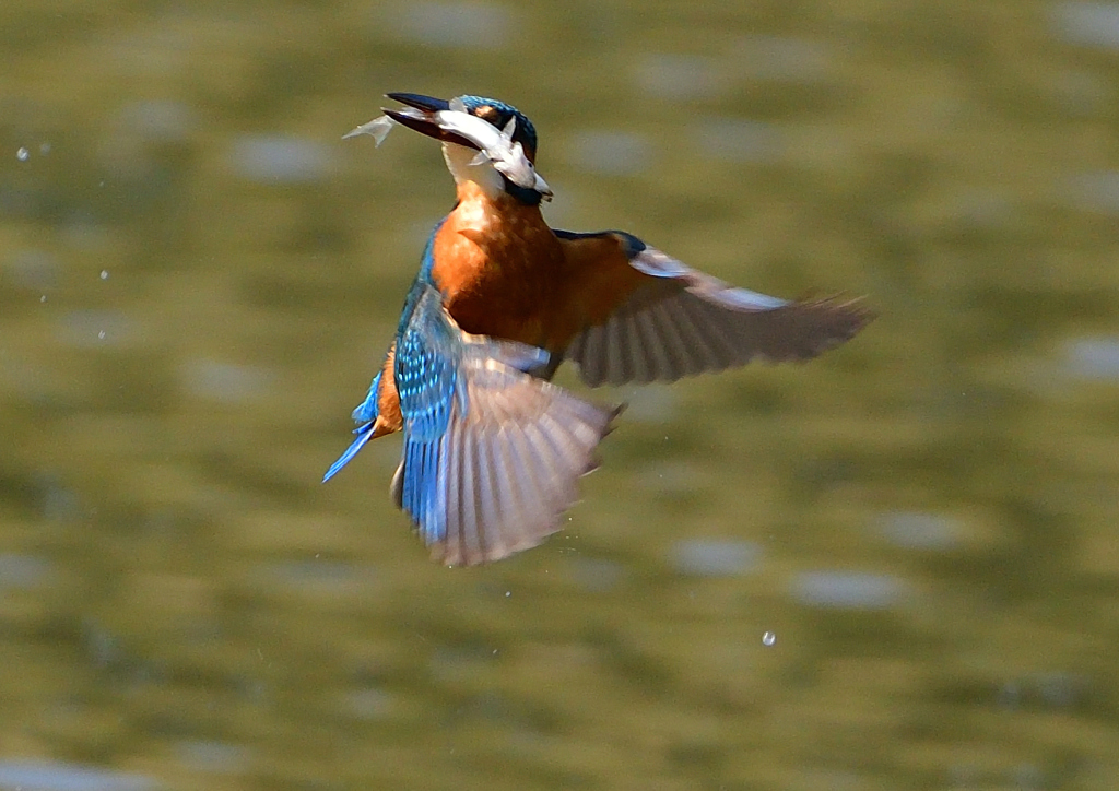 魚を・・・・　４/１０❷