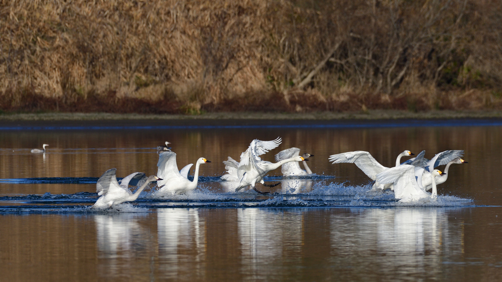 コハクチョウ　２/６❹