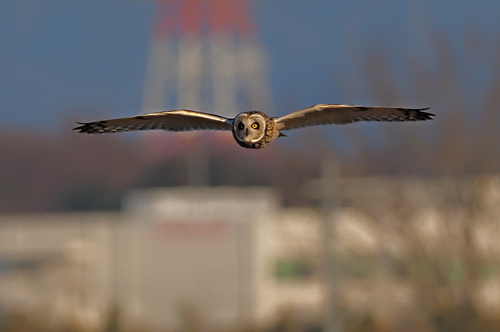 コミミズク　１/１０❶