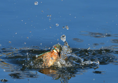 浮上　１２/３❶