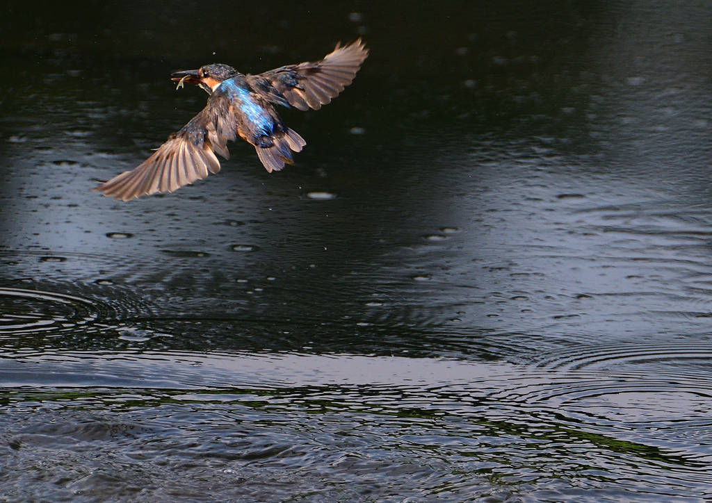 ダイブ　８/１９❺