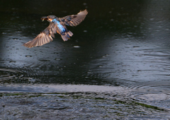 ダイブ　８/１９❺