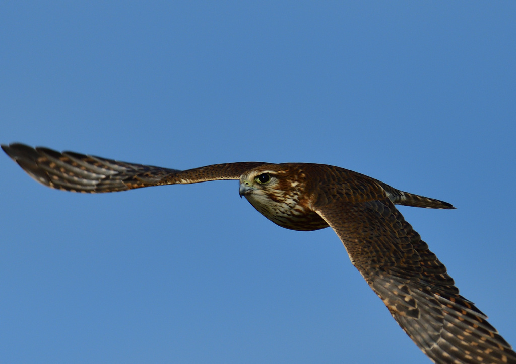 メスのコチョウゲンボ　１１/２５❹