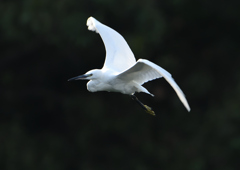 コサギ飛ぶ　❶