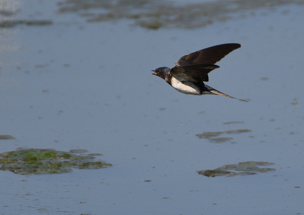  Hirundo rustica