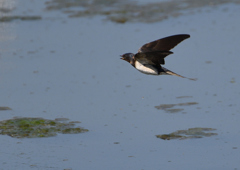  Hirundo rustica