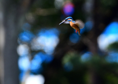 ホバ　４/２０❸