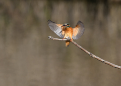 _190208_090206 DSC_8833