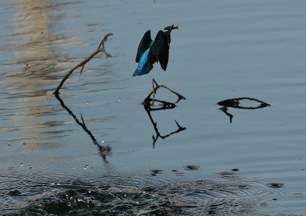ザリガニを・・・❷