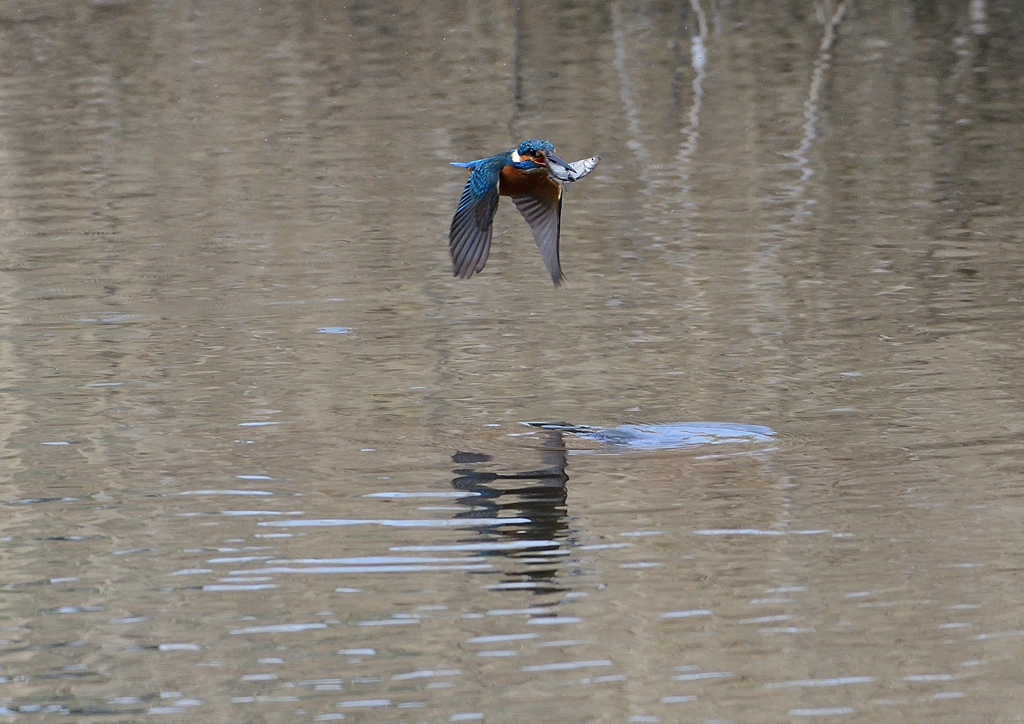 魚を・・・・❷