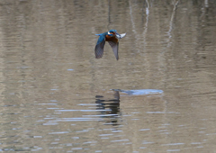 魚を・・・・❷