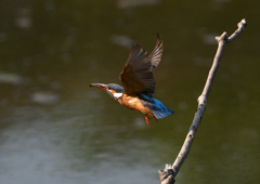 テイクアウト　５/１３❷