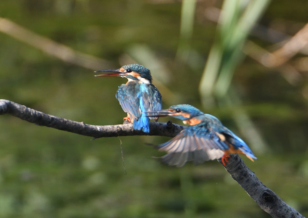 2羽のカワセミ　９/１０❿