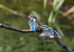 2羽のカワセミ　９/１０❿