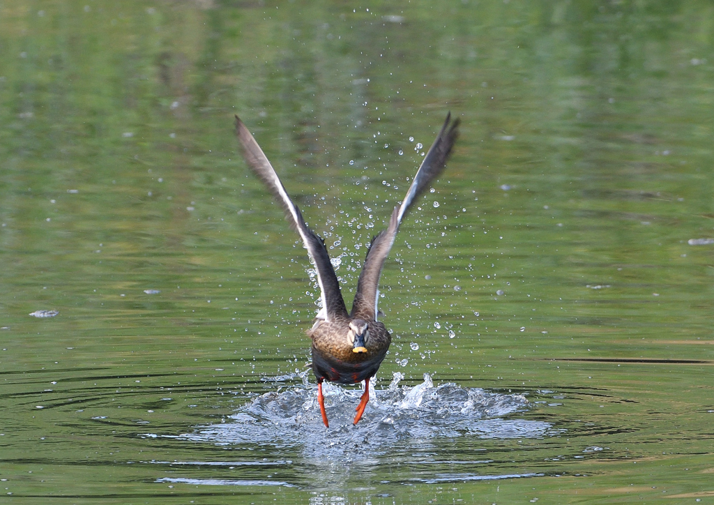 カルガモ　５/１３❷