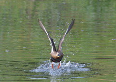 カルガモ　５/１３❷