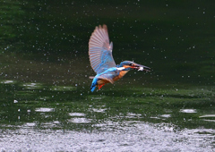 魚を・・・・　７/１５①