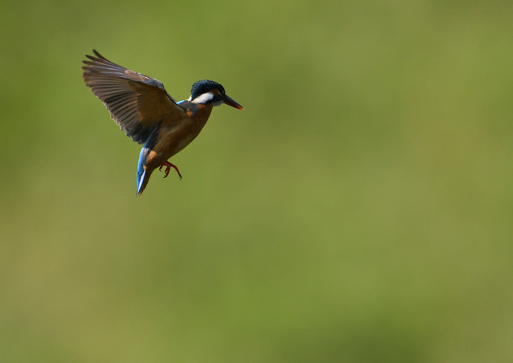 ホバ　５/２４❷