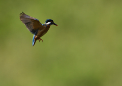 ホバ　５/２４❷