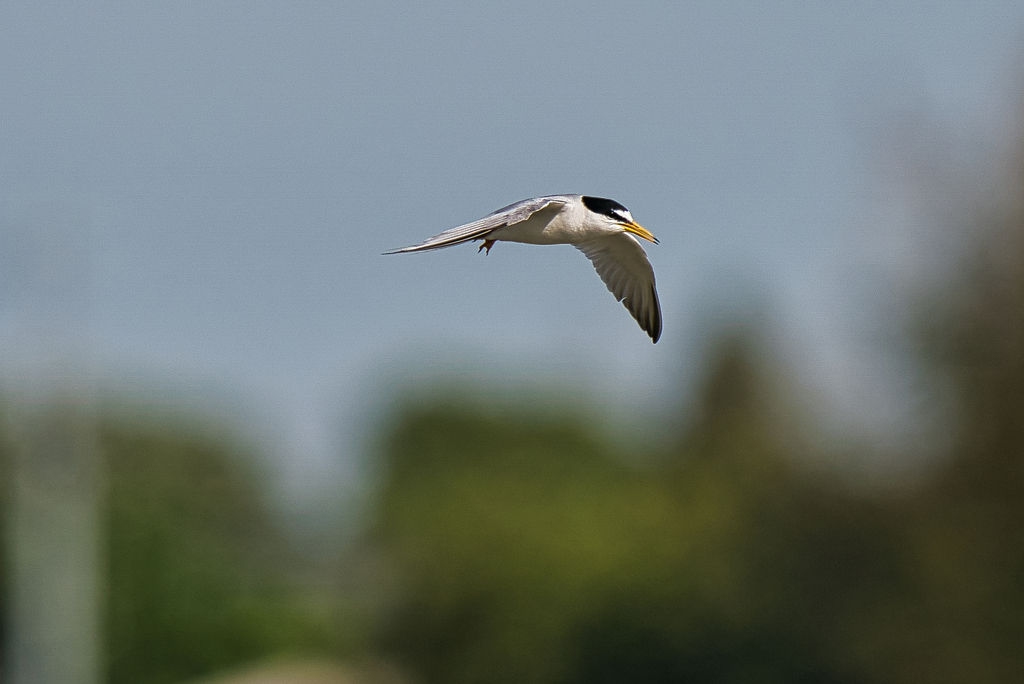 コアジサシ　５/２６❷