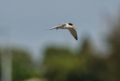 コアジサシ　５/２６❷