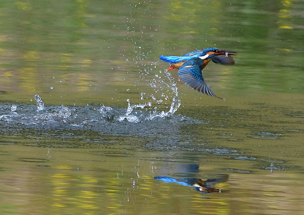 魚を・・・・　４/１７❹