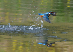 魚を・・・・　４/１７❹
