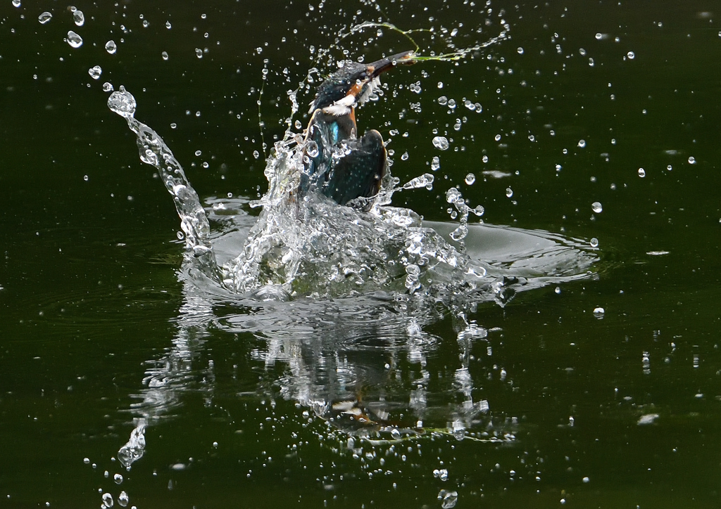 今日のカワセミ❺