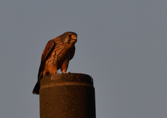 チョウゲンボウ　１１/１８❶