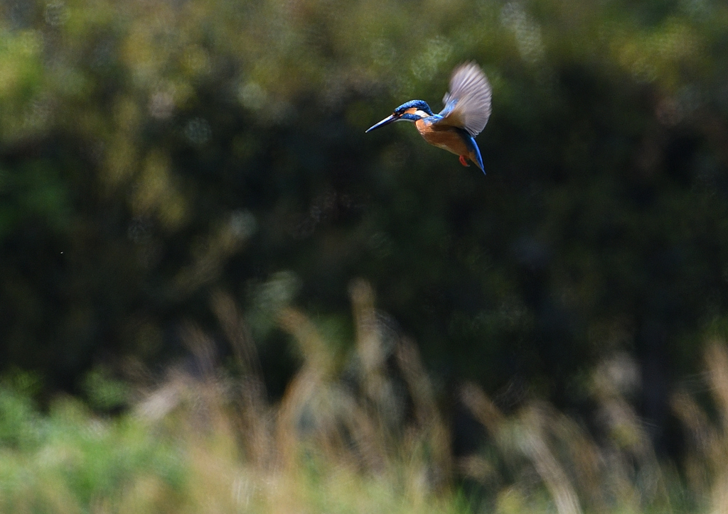 ホバ　４/１３❸