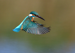 ホバ　４/２１❸