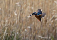 ホバ　３/１９❻